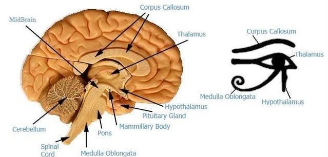 La Glande pinéale ou « Troisième oeil » - Page 3 Pineal-y-horus